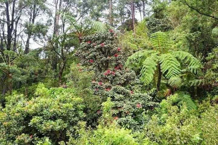 La Rose Guest House Nuwara Eliya Exteriér fotografie